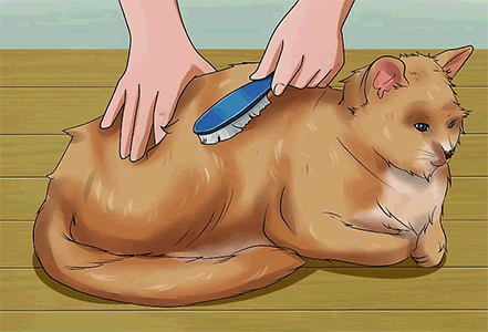 вычёсывание кошки